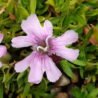 Silene davidii